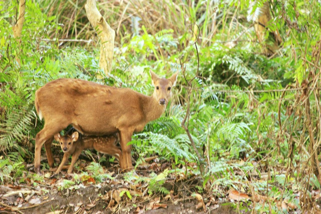 Nature Hunt Eco Camp Kaziranga Bagian luar foto
