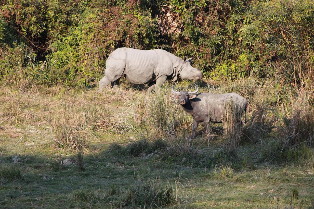Nature Hunt Eco Camp Kaziranga Bagian luar foto