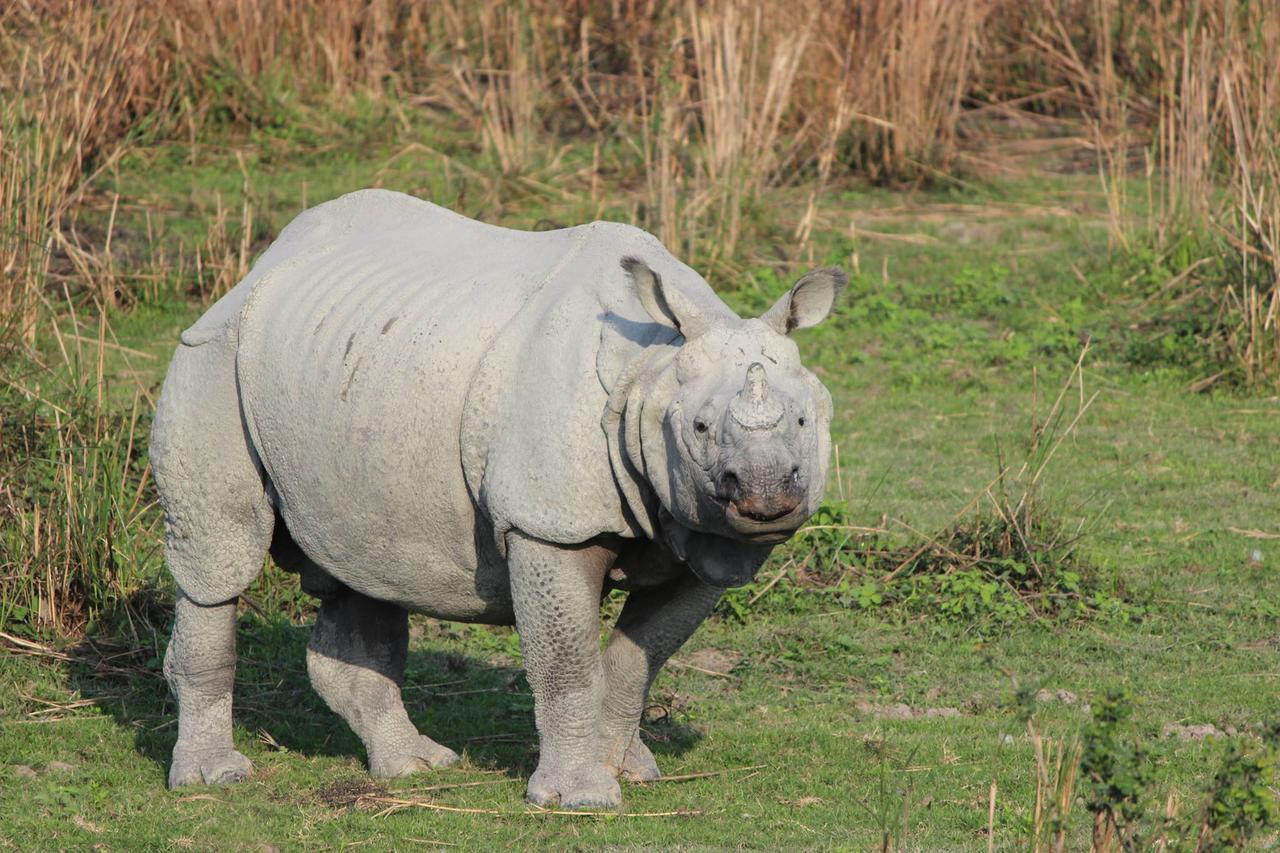 Nature Hunt Eco Camp Kaziranga Bagian luar foto