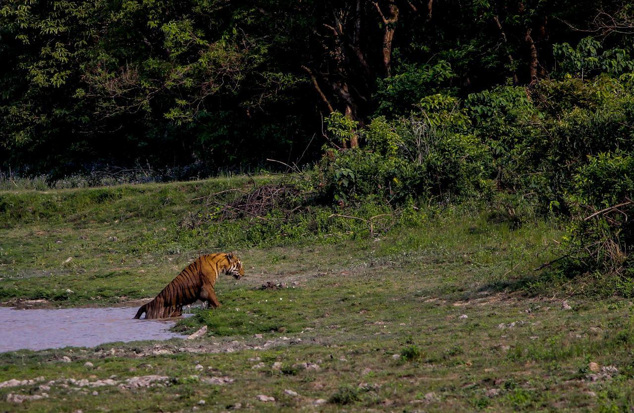 Nature Hunt Eco Camp Kaziranga Bagian luar foto